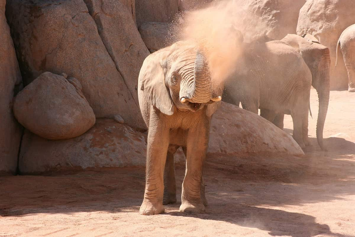 Bioparc qué ver en Valencia Veles e Vents